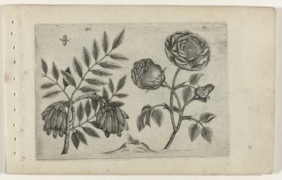 Ash and Rose Cognoscite Lilia by Crispijn van de Passe (I) (attributed to)