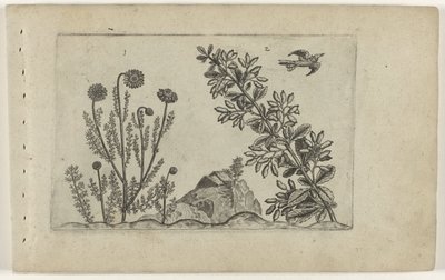 Common Chamomile and Barberry, from the series Cognoscite Lilia by Crispijn van de Passe (I) (attributed to)