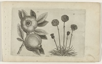 Pomegranate and English Grass by Crispijn van de Passe (I) (attributed to)