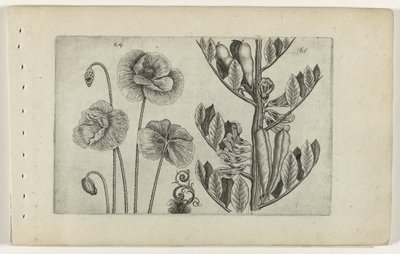 Large Poppy and Broad Bean Cognoscite Lilia by Crispijn van de Passe (I) (attributed to)