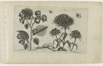 Hazel and Sweet William by Crispijn van de Passe (I) (attributed to)