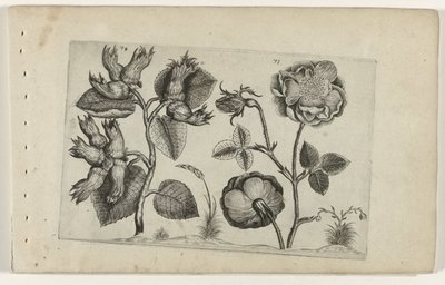 Hazel and Rose (Cognoscite lilia) by Crispijn van de Passe (I) (attributed to)