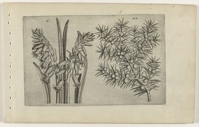 Hyacinth and Juniper (Cognoscite Lilia) by Crispijn van de Passe (I) (attributed to)
