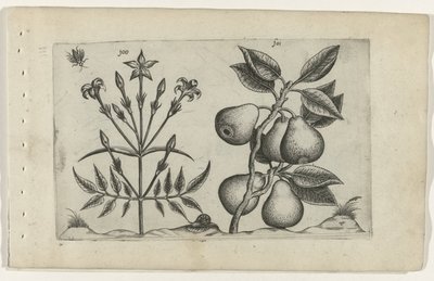 Jasmine and Pear (Cognoscite Lilia series) by Crispijn van de Passe (I) (attributed to)