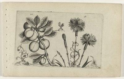 Cherry Plum and Carnation (Cognoscite Lilia) by Crispijn van de Passe (I) (attributed to)