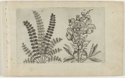 Small Pimpernel and Large Snapdragon (Cognoscite lilia series) by Crispijn van de Passe (I) (attributed to)
