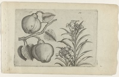 Quince and Wallflower, from the series Cognoscite Lilia by Crispijn van de Passe (I) (attributed to)