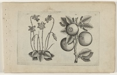 March Violet and Orange (Cognoscite Lilia) by Crispijn van de Passe (I) (attributed to)