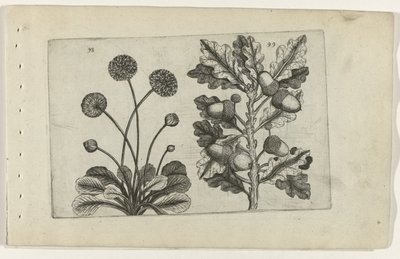 Daisy and Summer Oak, from the series Cognoscite Lilia by Crispijn van de Passe (I) (attributed to)
