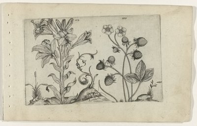 Madonna Lily and Strawberry (series title: Cognoscite lilia) by Crispijn van de Passe (I) (attributed to)