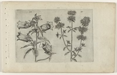 Mariette Bellflower and Marjoram by Crispijn van de Passe (I) (attributed to)