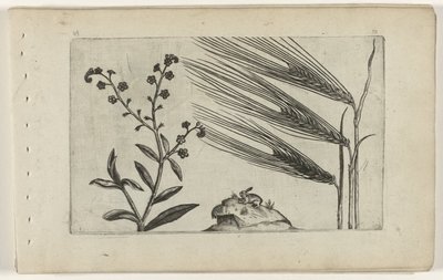 Marsh Forget-Me-Not and Barley by Crispijn van de Passe (I) (attributed to)