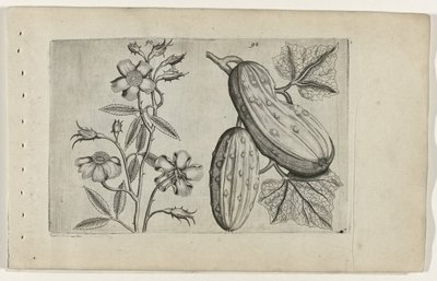 Musk Rose and Cucumber by Crispijn van de Passe (I) (attributed to)