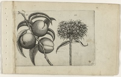 Peach and Burning Love (Cognoscite Lilia) by Crispijn van de Passe (I) (attributed to)