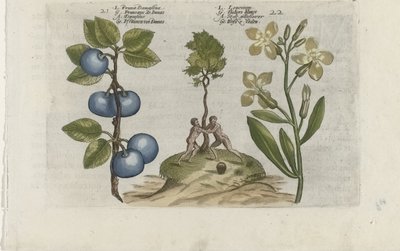 Plum and Wallflower by Crispijn van de Passe (I) (attributed to)