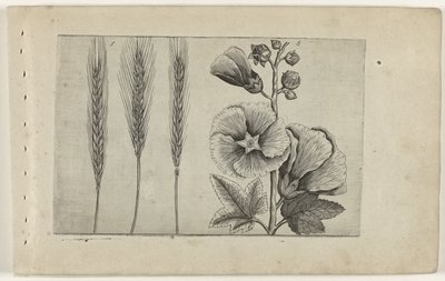 Rye and Hollyhock (Cognoscite lilia) by Crispijn van de Passe (I) (attributed to)