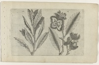 Sage and Sweet Chestnut by Crispijn van de Passe (I) (attributed to)