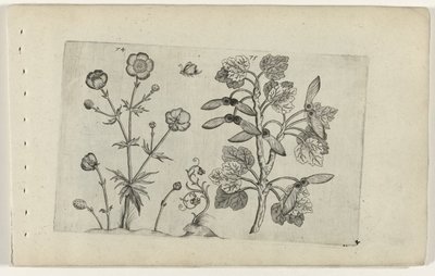 Sharp Buttercup and Field Maple (Cognoscite lilia) by Crispijn van de Passe (I) (attributed to)