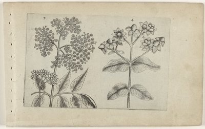 Lilac and Bloodroot (Cognoscite lilia series) by Crispijn van de Passe (I) (attributed to)