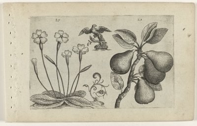 Primrose and Pear (Cognoscite lilia series) by Crispijn van de Passe (I) (attributed to)