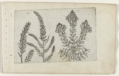 Tamarisk and Snapdragon by Crispijn van de Passe (I) (attributed to)