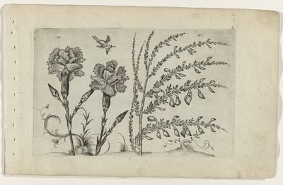 Carnation and Broom by Crispijn van de Passe (I) (attributed to)