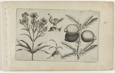 Carnation and Lemon (Cognoscite Lilia) by Crispijn van de Passe (I) (attributed to)