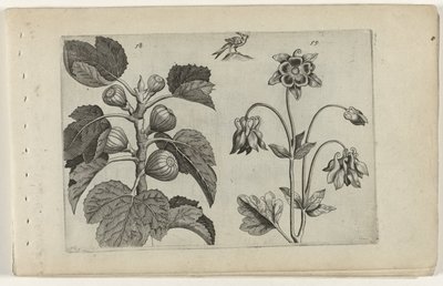 Fig Tree and Wild Columbine (series title: Cognoscite lilia) by Crispijn van de Passe (I) (attributed to)