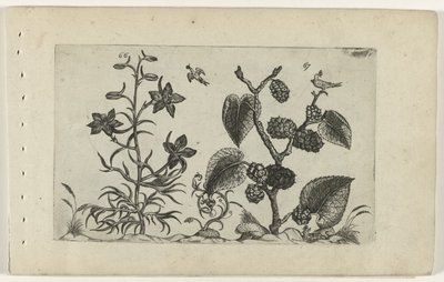 Larkspur and Black Mulberry (Cognoscite Lilia) by Crispijn van de Passe (I) (attributed to)
