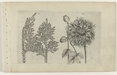 Seven-Tree and Poppy (Cognoscite lilia) by Crispijn van de Passe (I) (attributed to)