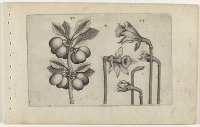 Sour Cherry and Wild Daffodil (Cognoscite Lilia) by Crispijn van de Passe (I) (attributed to)