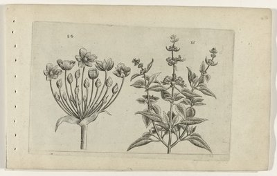 Flowering Rush and Small-Flowered Sage (Cognoscite lilia) by Crispijn van de Passe (I) (attributed to)