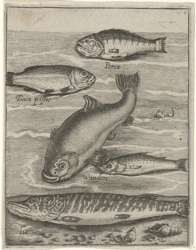 Study Sheet with Five Fish by Crispijn van de Passe (I)