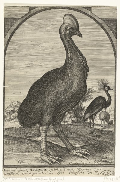 Cassowary Brought by Willem Jacobsz from the East Indies and Presented to Prince Maurits, 1614 by Crispijn van den Queborn (attributed to)