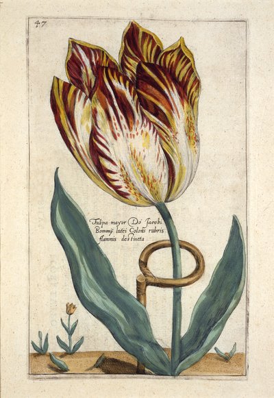 Tulipa Mayor Do Jacobi Bommy, Plate 47, from 