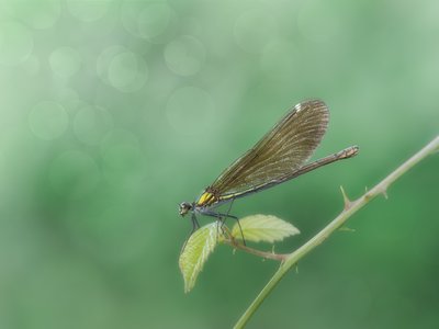 Delicate Damselfly Perched by Cristiano Giani