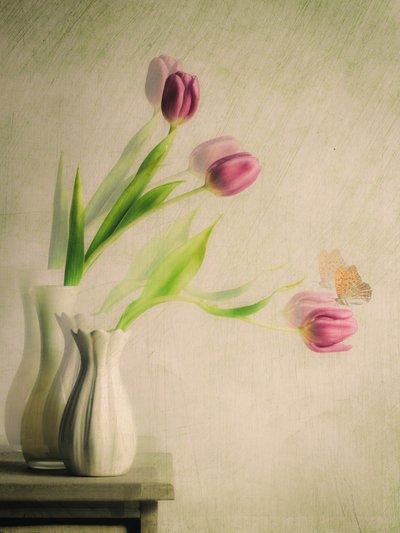 Dreamy Tulips and Butterfly by Cristiano Giani