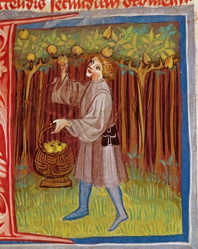 Picking Fruit, from Opus Ruralium Commodorum by Pietro Crescenzi by Czech School