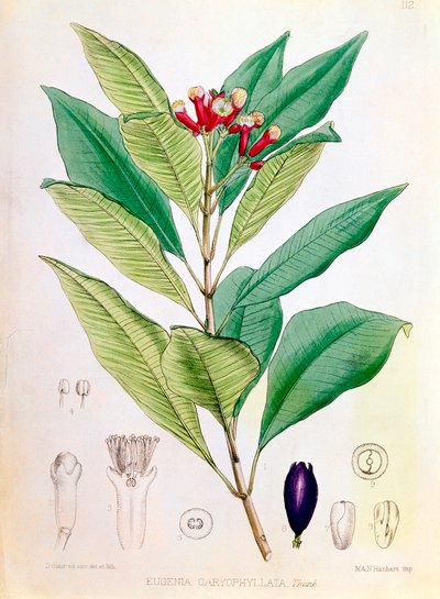 Clove, flower bud of Syzygium aromaticum Eugenia carophyllata by D Blair