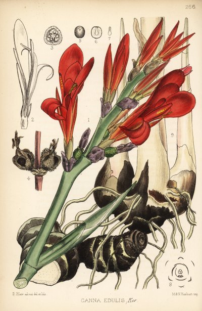 Indian shot, achira or meeru, Canna indica (Canna edulis). Handcoloured lithograph by Hanhart after a botanical illustration by David Blair from Robert Bentley and Henry Trimen
