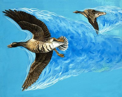 Turbulence Caused by Birds Flying by D. Makele.