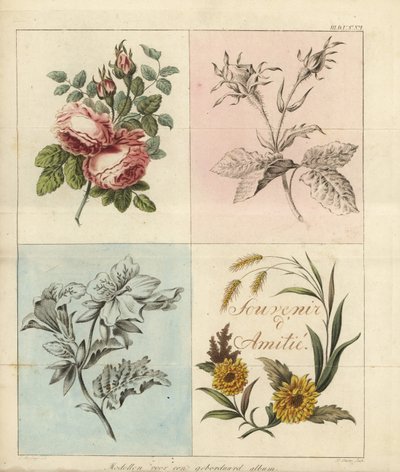 Models for an Embroidery Album by D. Sluyter