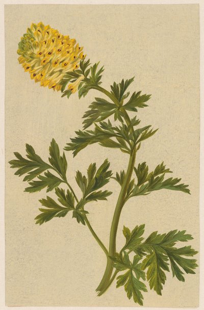 Twig with a Flower of the Corydalis by D. van Alphen