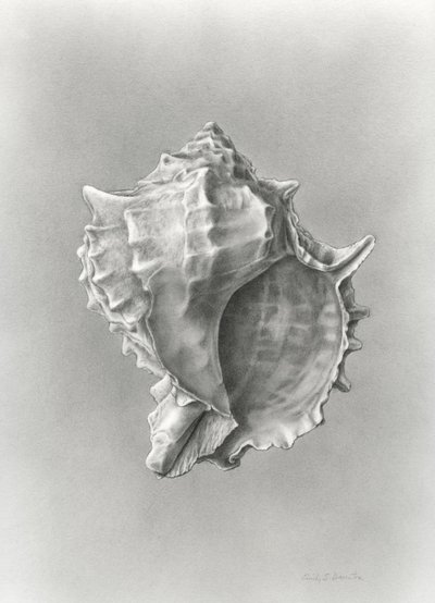 Conch shell study by Damstra Emily