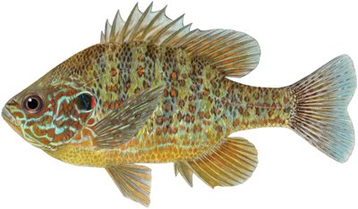 Pumpkinseed sunfish by Damstra Emily