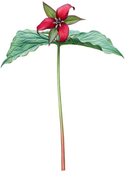Red trillium by Damstra Emily