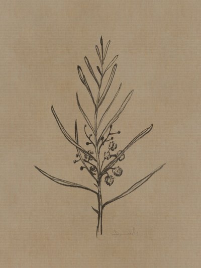 Blackwood Sapling by Dan Hobday