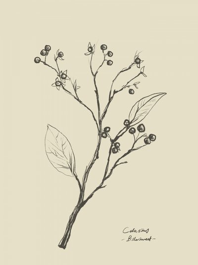 Floral 2 by Dan Hobday