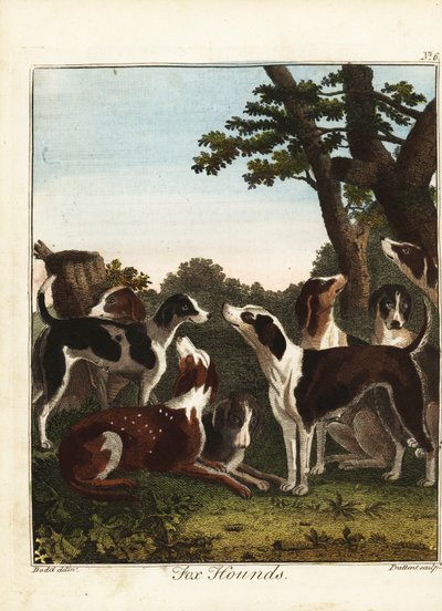 A Pack of Fox Hounds Before a Hunt by Daniel (after) Dodd