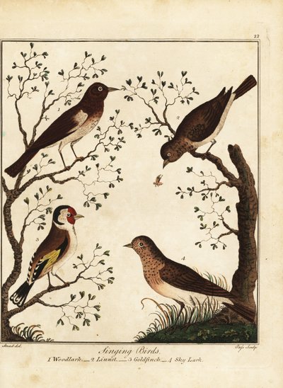 Songbirds: woodlark, linnet, goldfinch, sky lark by Daniel (after) Dodd